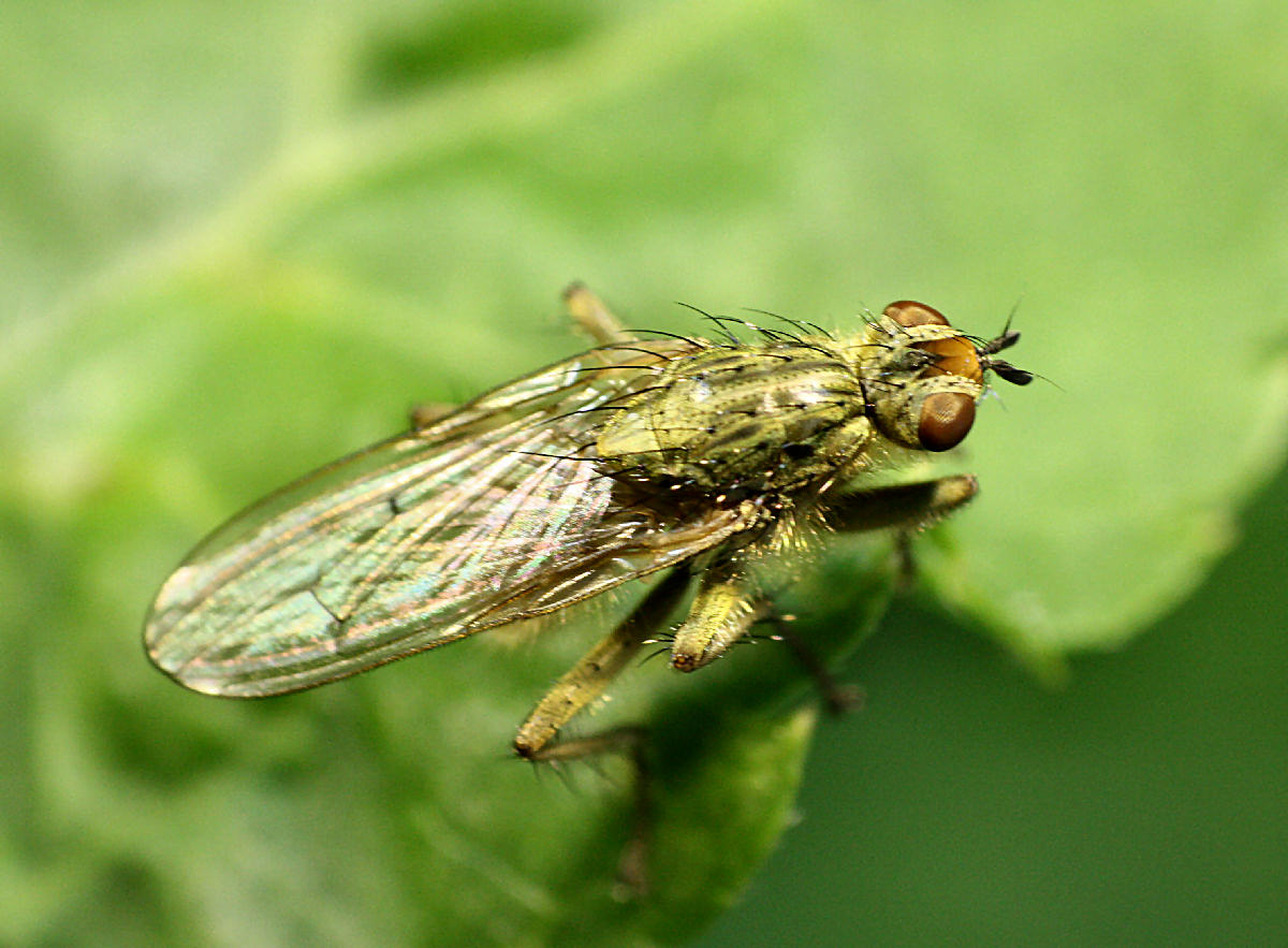 mosca verdina da identificare